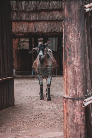 This captivating photograph captures a curious goat standing in a traditional South African homestead. The rustic setting and natural charm make it ideal for cultural and rural life enthusiasts.
