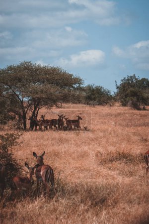 Un troupeau d'impalas cherche de l'ombre sous un acacia dans la vaste savane du parc national Kruger en Afrique du Sud, capturant un moment tranquille de ces créatures gracieuses dans leur habitat naturel.