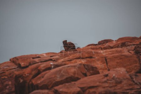 Ein einsamer Felsenhyrax thront auf markanten roten Felsen vor klarem Himmel in Südafrika. Einfangen der einzigartigen Tierwelt und der rauen Schönheit der Landschaft, perfekt für Natur- und Reiseaufnahmen.