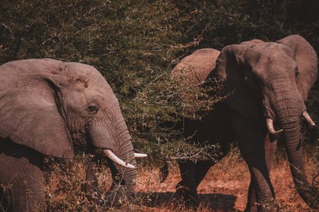 A stunning capture of two elephants side by side foraging in the verdant landscape of Kruger National Park ideal for wildlife documentaries and nature enthusiasts showcasing social behavior in elephants
