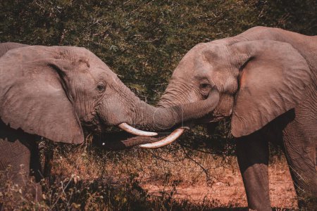 Eine wunderschöne Aufnahme von zwei Elefanten, die ihre Rüssel in einer liebevollen Geste ineinander verschränken, im Kruger-Nationalpark, perfekt für Tierdokumentationen und Naturliebhaber