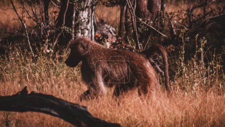 Ein einsamer Pavian wandert durch den dichten Wald Simbabwes, sein Fell fängt das goldene Sonnenlicht ein und verkörpert in seiner natürlichen Umgebung die ungezähmte und raue Schönheit der afrikanischen Tierwelt..
