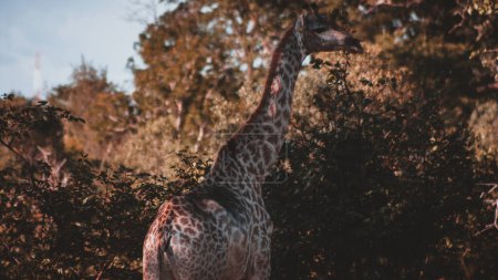 Eine hoch aufragende Giraffe steht anmutig inmitten des üppigen Grüns der Wildnis Simbabwes, ihr gemusterter Mantel verschmilzt mit der grünen Umgebung und fängt die Essenz der afrikanischen Savanne ein.
