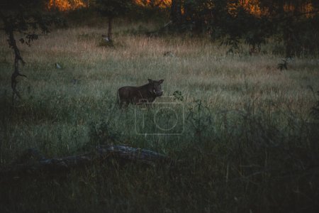 Ein einsamer Warzenschwein steht wachsam im hohen Gras der Wildnis Simbabwes, getaucht in die sanften, goldenen Farbtöne des Abendlichts und fängt die Essenz der afrikanischen Savanne in der Abenddämmerung ein..