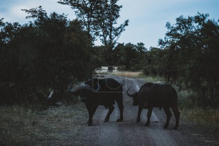 Zwei Büffel überqueren in der Abenddämmerung in Simbabwe einen Feldweg, ihre dunklen Silhouetten kontrastieren mit dem dämmrigen Himmel und fangen die ruhige und doch wilde Essenz der afrikanischen Savanne ein.
