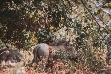 Eine detaillierte Aufnahme von Warzenschweinen, die inmitten des dichten Laubes des Kruger Nationalparks grasen, ideal für Tierdokumentationen und Naturliebhaber, die das einzigartige Verhalten und den Lebensraum dieser Tiere zeigen