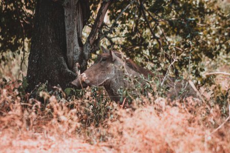 Una foto detallada de un jabalí mezclado con el denso follaje del Parque Nacional Kruger, ideal para documentales de vida silvestre y entusiastas de la naturaleza que muestran el camuflaje y el hábitat de estos animales únicos.