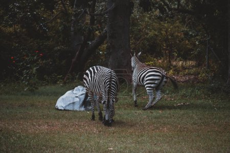 Two zebras graze peacefully in the lush forest of Zambia, their distinctive black and white stripes creating a striking contrast against the green foliage and vibrant surroundings.