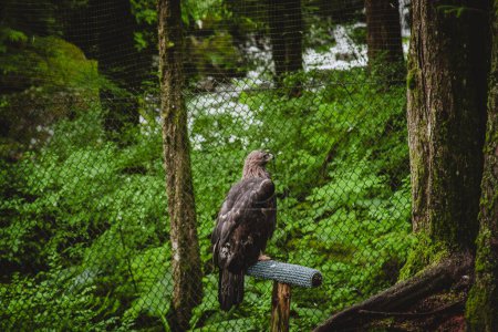 Capture the serene beauty of a majestic eagle perched on a branch in an Alaskan bird sanctuary. Perfect for wildlife documentaries, educational videos, and nature photography collections.