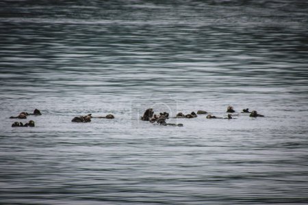 A tranquil capture of a family of otters rafting together in the calm Alaskan ocean. Ideal for wildlife documentaries, nature films, and educational videos on marine life and otter behavior.