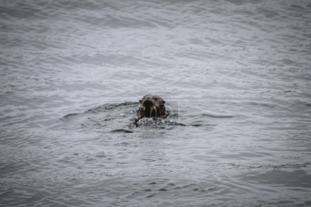 Eine Nahaufnahme eines neugierigen Fischotters, der über die Wasseroberfläche des Ozeans in Alaska blickt. Perfekt für Tierdokumentationen, Naturfilme und Lehrinhalte über Meereslebewesen.