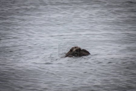A heartwarming capture of an otter family floating together in the serene Alaskan ocean. Perfect for nature documentaries, educational content, and wildlife enthusiasts.