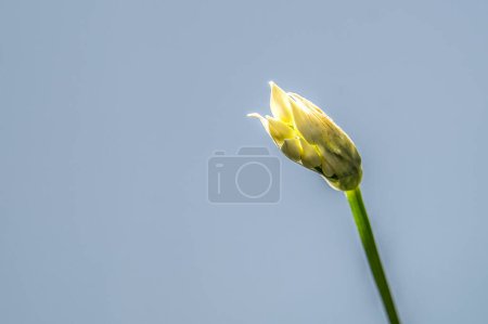 bud of a wild garlic stalk glistening in the sun with copyspace, Denmark, April 27, 2024
