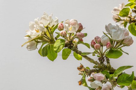 Photo for Branch with white apple blossoms against the sky with copyspace, Denmark, April 27, 2024 - Royalty Free Image