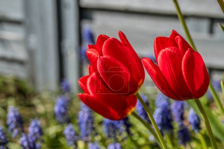 Rote Tulpen mit blauen Perlhyazinthen im Hintergrund, Dänemark, 27. April 2024