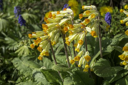 Cowslips in red and yellow in a summer meadow