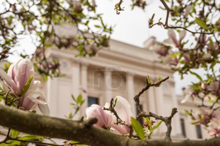 ein blühender Magnolienbaum und die Universität Lund im Hinterland, Lund, Schweden, 6. Mai 2024