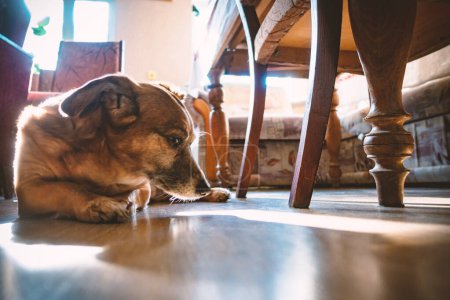 Téléchargez les photos : Un chien triste gît dans une pièce lumineuse - en image libre de droit