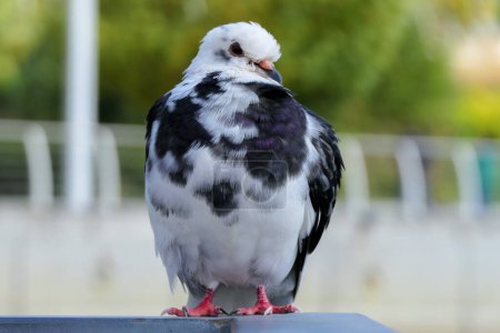 Photo for Sitting dove white with black close-up - Royalty Free Image