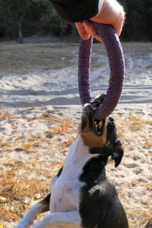 A Jack Russell Terrier dog plays with a rubber ring during a walk