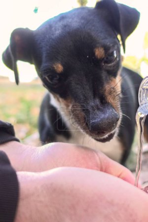 Photo for A Jack Russell Terrier dog drinks water from the palms of a man's hands - Royalty Free Image
