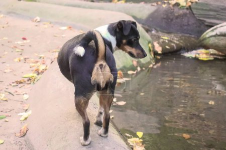 Ein Jack Russell Terrier Hund hält Ausschau nach Fischen in Wassernähe