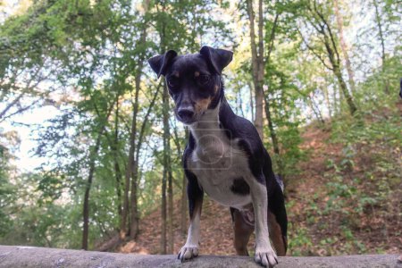 Chien Jack Russell Terrier pour une promenade dans le parc
