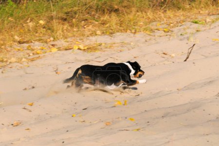 Chiens de la race Jack Russell Terrier courir sur le sable.