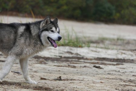 Un chien malamute court le long du sable du remblai
