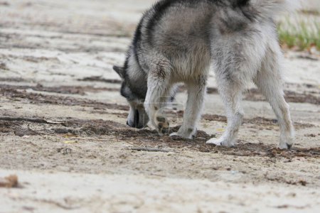 Ein Malamute-Hund roch einen Fußabdruck im Sand