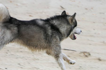 Un chien malamute court le long du sable du remblai
