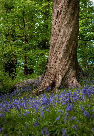 Spring vertical image of a twisted spiralling tree trunk with the ground covered in bluebell flowers and green trees in the background