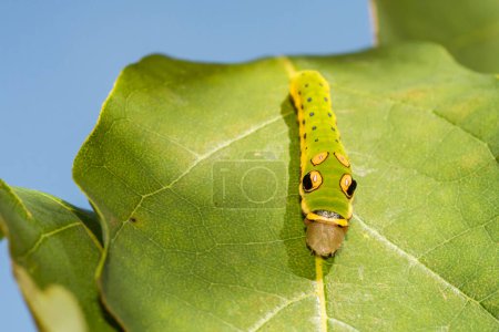 Photo for Spicebush Swallowtail Caterpillar - Papilio troilus - Royalty Free Image