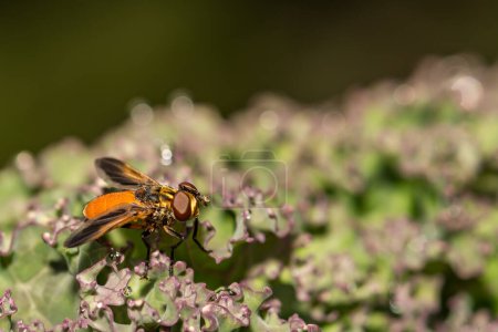 Photo for Swift Feather Legged Fly - Trichopoda pennipes - Royalty Free Image