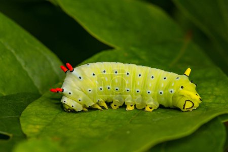 Photo for Promethea Silkmoth Caterpillar - Callosamia promethea - Royalty Free Image