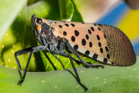Foto de Spotted Lanternfly - Lycorma delicatula - Imagen libre de derechos