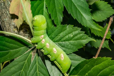 Photo for Pandora Sphinx Moth Caterpillar - Eumorpha pandorus - Royalty Free Image