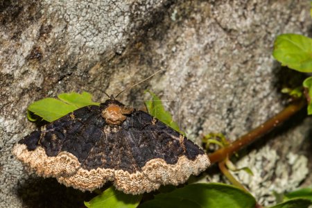 Photo for Horrid Zale Moth - Zale horrida - Royalty Free Image