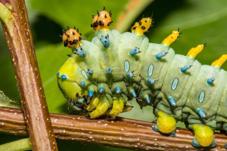 Téléchargez les photos : Forth instar Cecropia Caterpillar - Hyalophora cecropia - en image libre de droit