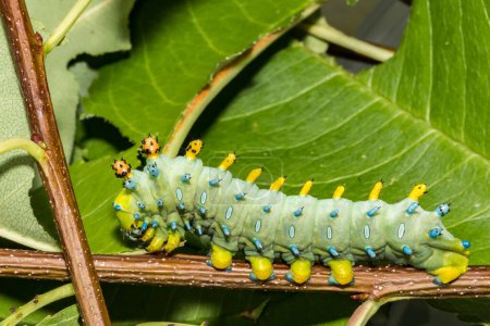 Photo for Forth instar Cecropia Caterpillar - Hyalophora cecropia - Royalty Free Image