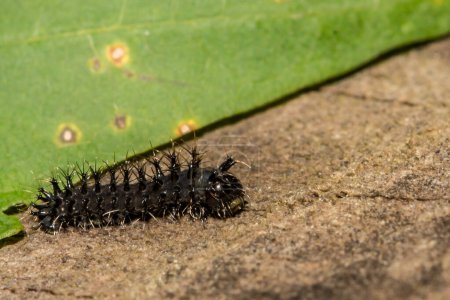 Photo for First Instar Cecropia Caterpillar - Hyalophora cecropia - Royalty Free Image