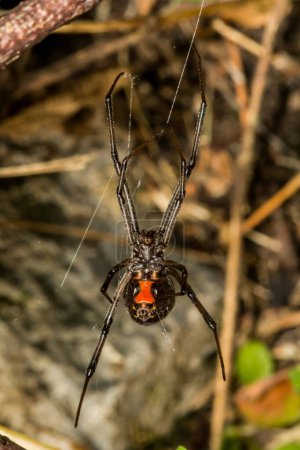 Photo for Black Widow Spider - Latrodectus mactans - Royalty Free Image