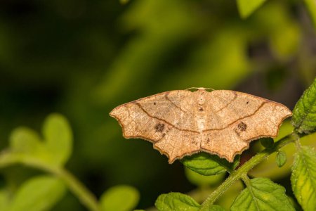 Photo for Oak Besma Moth - Besma quercivoraria - Royalty Free Image