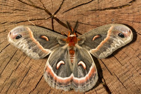 Photo for Male Cecropia Moth - Hyalophora cecropia - Royalty Free Image