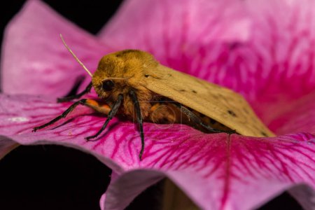 Photo for Isabella Tiger Moth - Pyrrharctia isabella - Royalty Free Image