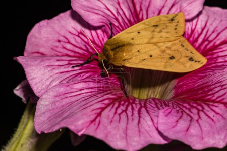 Téléchargez les photos : Isabella Tiger Moth - Pyrrharctia isabella - en image libre de droit