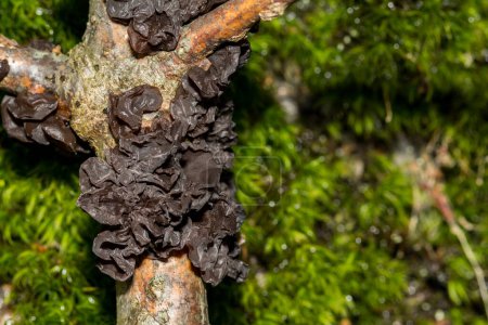 Photo for Amber Jelly Fungus - Exidia recisa - Royalty Free Image