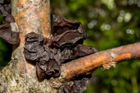 Photo for Amber Jelly Fungus - Exidia recisa - Royalty Free Image
