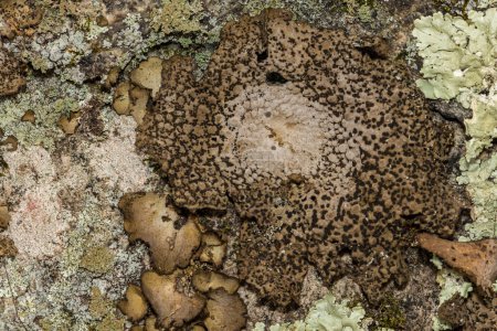 Photo for Common Toadskin Lichen - Lasallia papulosa - Royalty Free Image