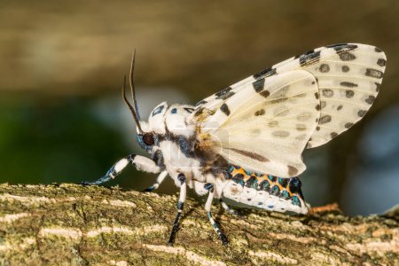 Photo for Giant Leopard Moth - Hypercompe scribonia - Royalty Free Image